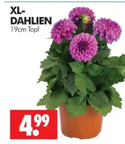 Wreesmann Xl-dahlien Angebot