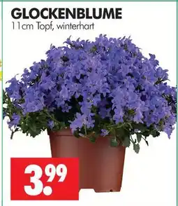 Wreesmann Glockenblume Angebot