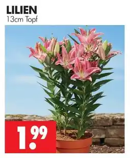 Wreesmann Lilien Angebot
