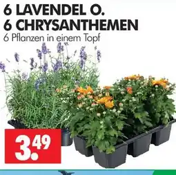 Wreesmann Lavendel o Angebot