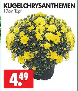 Wreesmann Chrysanthemen Angebot