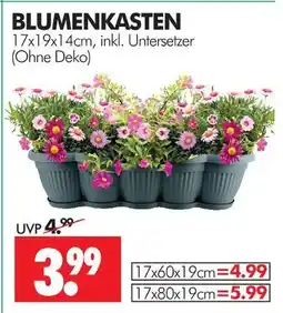 Wreesmann Blumenkasten Angebot