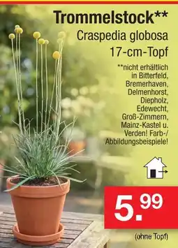Zimmermann Trommelstock Angebot