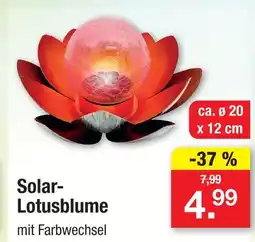 Zimmermann Solar-lotusblume Angebot