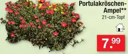 Zimmermann Portulakröschen-ampel Angebot