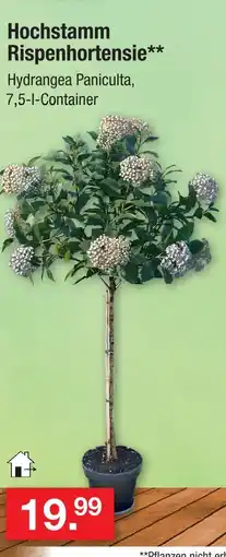 Zimmermann Hochstamm rispenhortensie Angebot