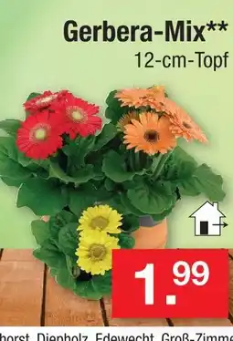Zimmermann Gerbera-mix Angebot