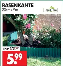 Wreesmann Topflora rasenkante Angebot
