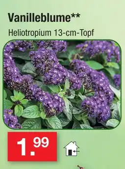Zimmermann Vanilleblume Angebot