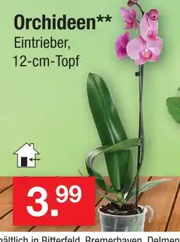 Zimmermann Orchideen Angebot