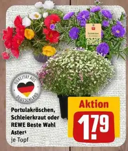 nahkauf Portulakröschen, Schleierkraut oder REWE Beste Wahl Aster Angebot