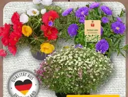 nahkauf Portulakröschen Angebot