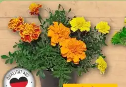 REWE Center Studentenblume Trio Angebot