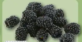 REWE Center Rewe Regional Brombeeren Angebot