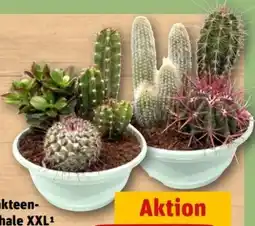 REWE Center Kakteenschale XXl Angebot