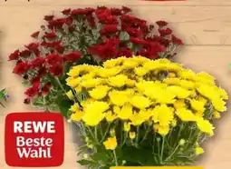 REWE Center Rewe Beste Wahl Chrysanthemen Angebot