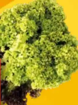 EDEKA Bandelt Rewe Regional Salat Lollo Bionda Angebot
