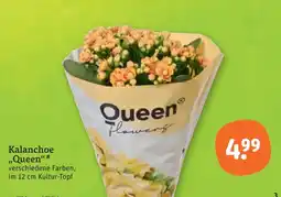 tegut Queen kalanchoe Angebot