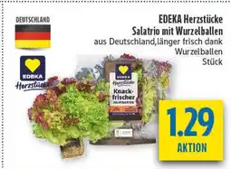 diska Edeka herzstücke salatrio mit wurzelballen Angebot