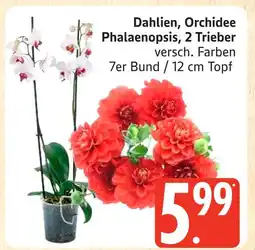 Marktkauf Dahlien Angebot