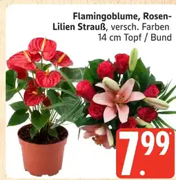 Marktkauf Flamingoblume, rosen-lilien strauß Angebot