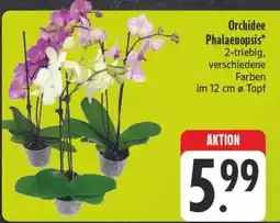 E-Center Orchidee phalaenopsis Angebot