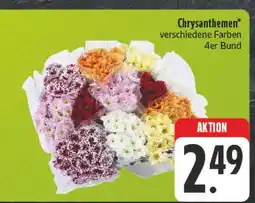 E-Center Chrysanthemen Angebot
