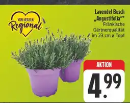 E-Center Von herzen regional lavendel busch Angebot