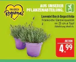 Marktkauf Lavendel busch angustifolia Angebot
