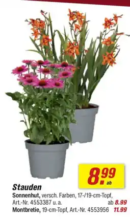 toom Baumarkt Stauden Angebot