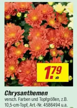 toom Baumarkt Chrysanthemen Angebot