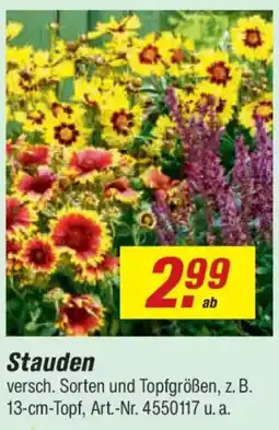 toom Baumarkt Stauden Angebot