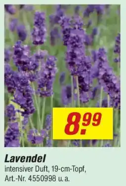toom Baumarkt Lavendel Angebot