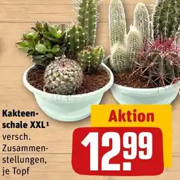 REWE Kakteenschale XXL Angebot