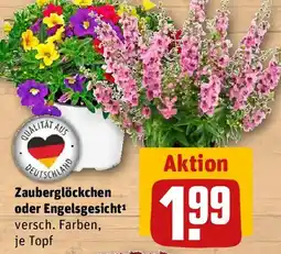 REWE Zauberglöckchen oder Engelsgesicht Angebot