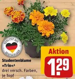 REWE Studentenblume Trio Angebot