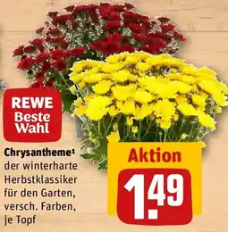REWE Chrysantheme Angebot