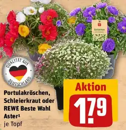REWE Portulakröschen, Schleierkraut oder REWE Beste Wahl Aster Angebot