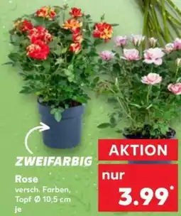Kaufland Rose Angebot