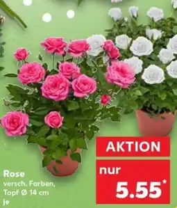Kaufland Rose Angebot