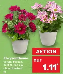 Kaufland Chrysantheme Angebot