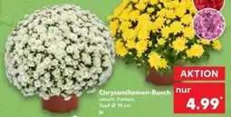 Kaufland Chrysanthemen-Busch Angebot