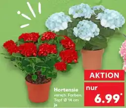 Kaufland Hortensie Angebot