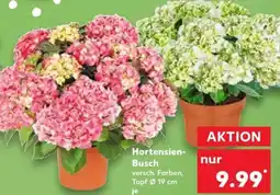 Kaufland Hortensien Busch Angebot