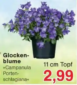 Jawoll Glockenblume Angebot