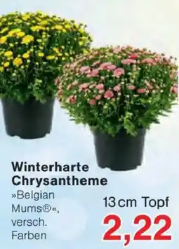 Jawoll Winterharte Chrysantheme Angebot