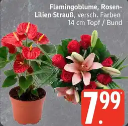 Edeka Flamingoblume, Rosen-Lilien Strauß Angebot