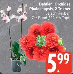 Edeka Dahlien, Orchidee Phalaenopsis Angebot