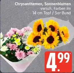 Edeka Chrysanthemen, Sonnenblumen Angebot