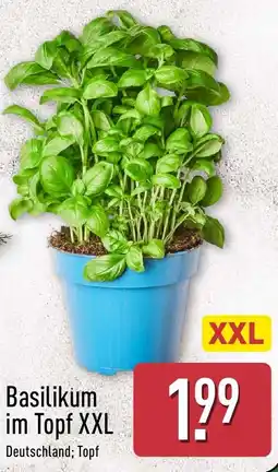 Aldi Nord Basilikum im Topf XXL Angebot